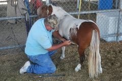 Pony4Precious | Educate Children on Miniature Ponies and Horses Through Free Online Education Training