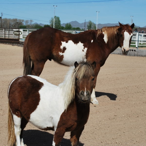 Pony4Precious | Educate Children on Miniature Ponies and Horses Through Free Online Education Training